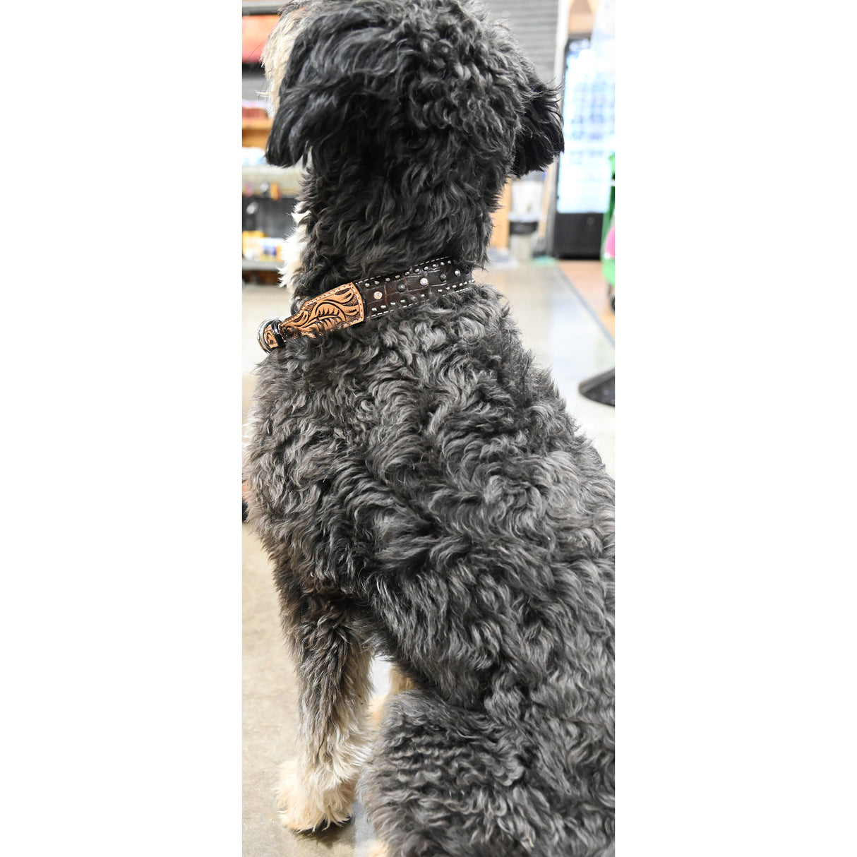 Rafter T Ranch Co. Dog Collar with Chocolate Gator Overlay and Studs