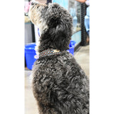Rafter T Ranch Co. Dog Collar with Turquoise Spots and Rawhide Arrows