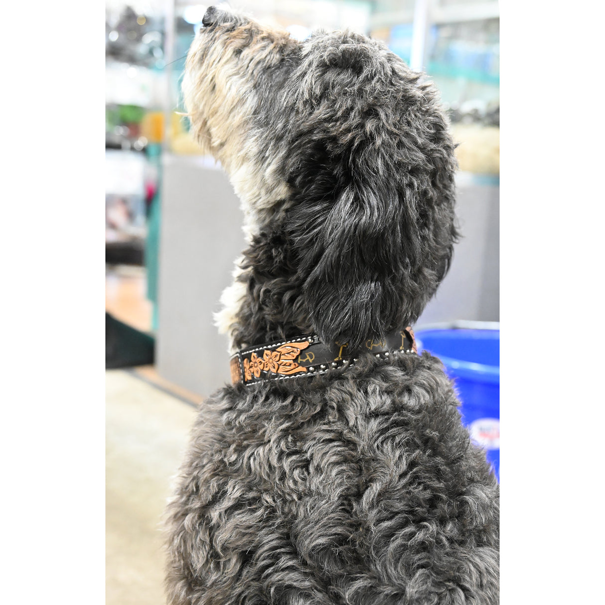 Rafter T Ranch Co. Dog Collar with Designer Inspired Tan Printed Arrows