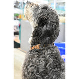 Rafter T Ranch Co. Dog Collar with Designer Inspired Tan Printed Arrows