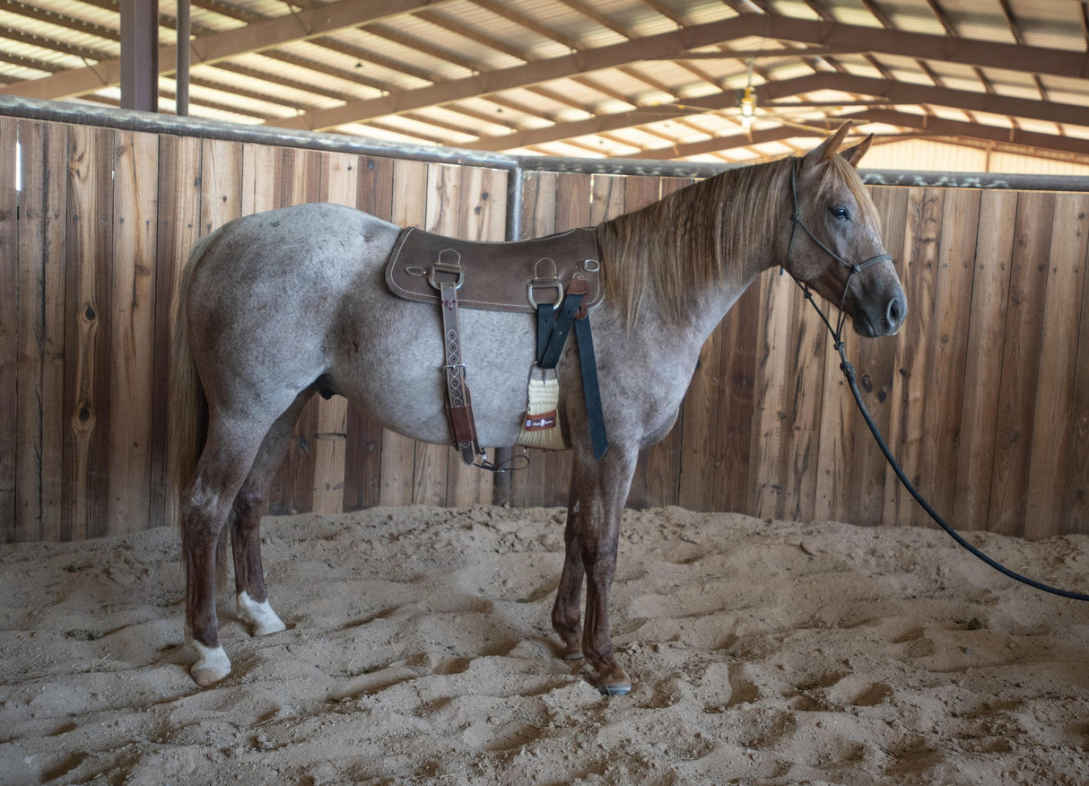 Martin Saddlery Colt Starting Training Pad