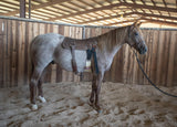 Martin Saddlery Colt Starting Training Pad