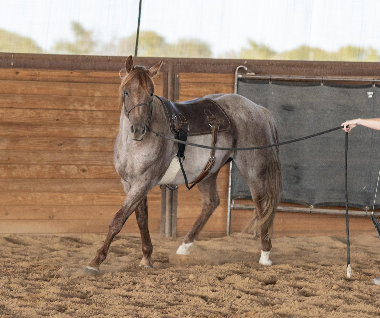 Martin Saddlery Colt Starting Training Pad
