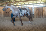 Martin Saddlery Colt Starting Training Pad