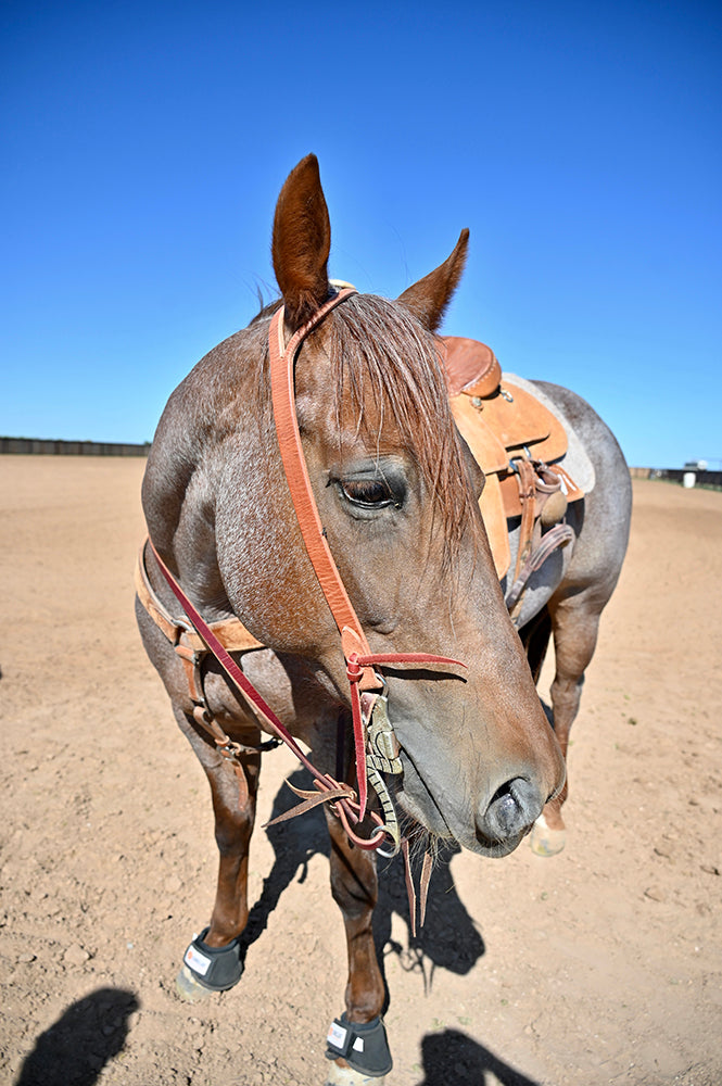 Coolhorse Leather Working Cowboy 1" Split Ear Headstall- Handmade in Amarillo, TX