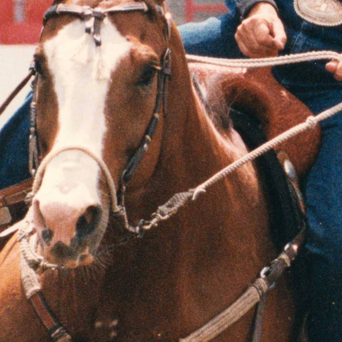 Classic Equine Bozo Sidepull