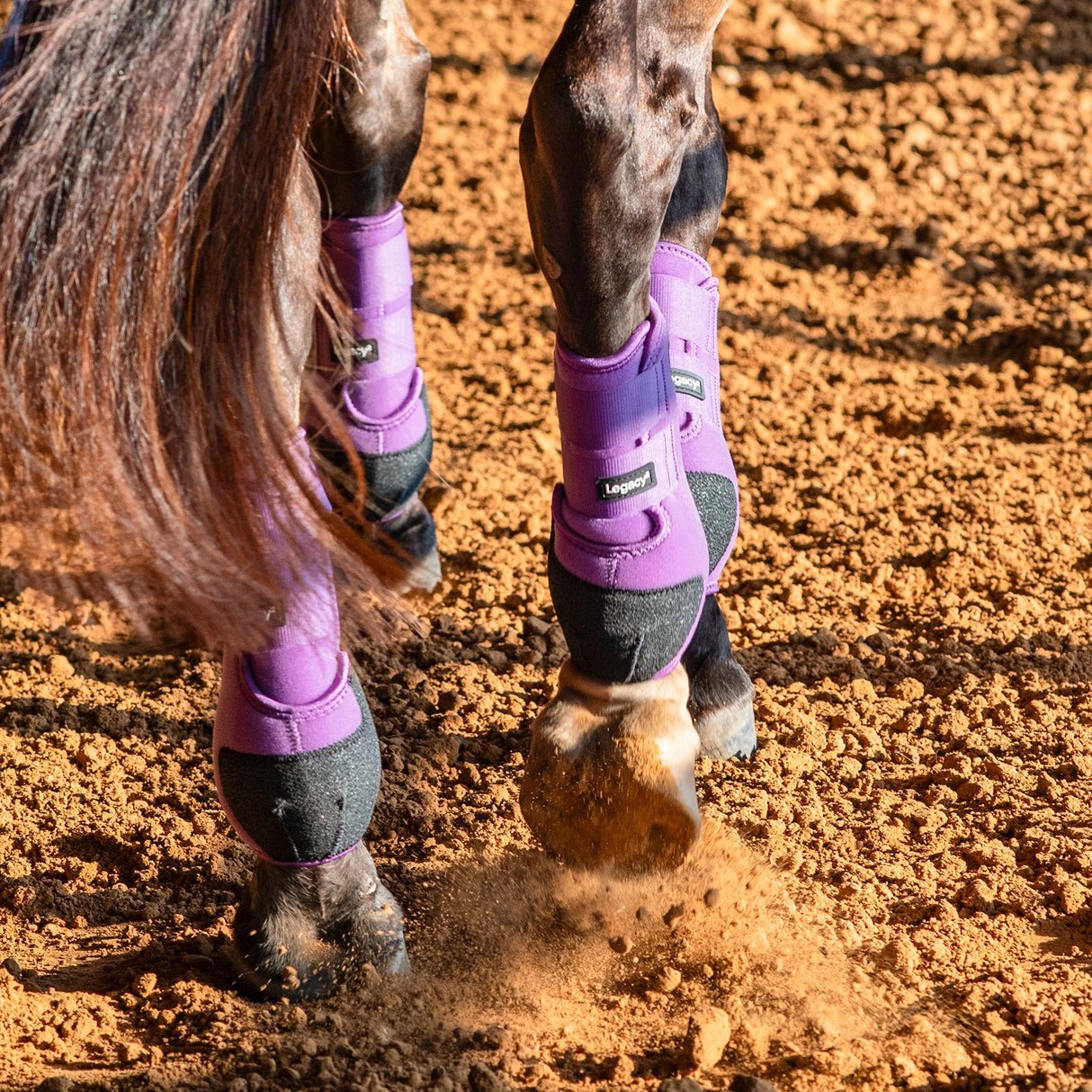 Classic Equine Legacy2 Front and Hind Boots Combo Pack- Violet Purple