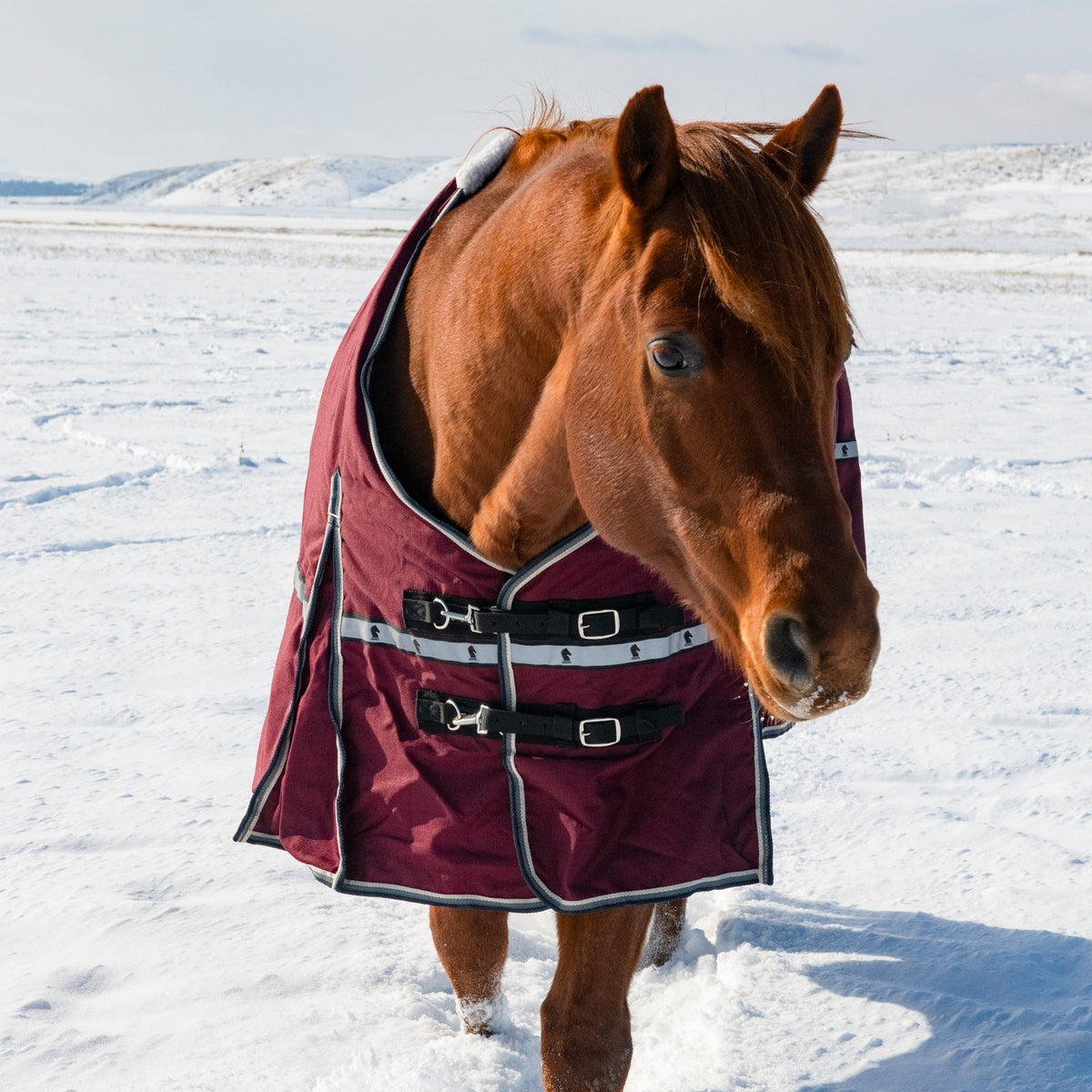 Classic Equine 10K Cross Trainer Turnout Blanket- Port