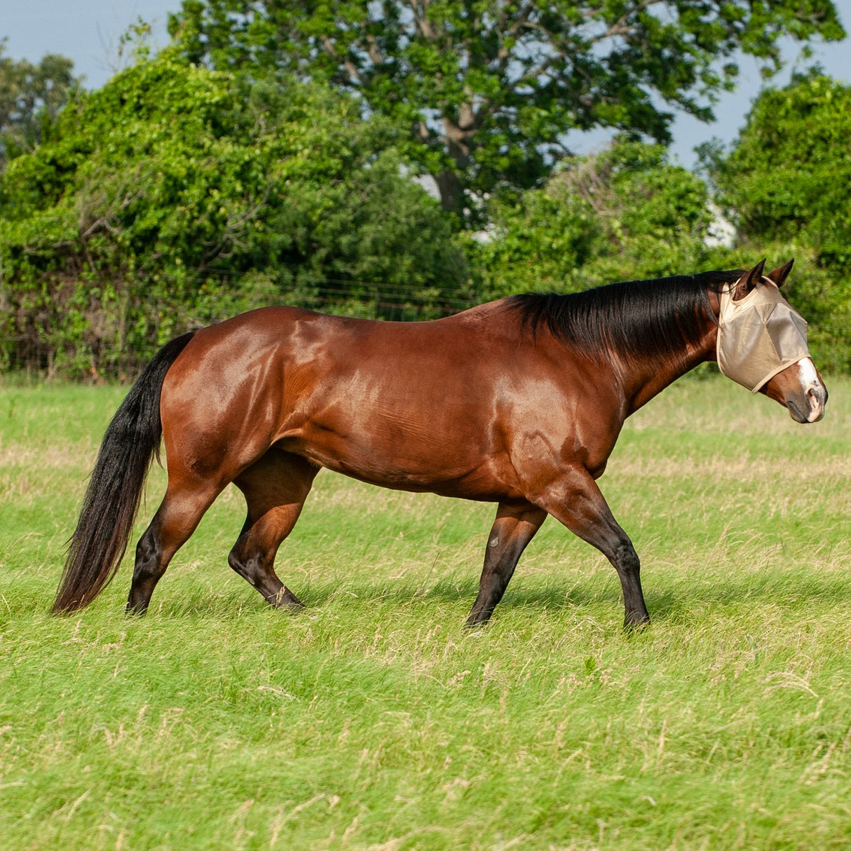Cashel Econo Average Horse Sized Fly Mask