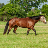 Cashel Econo Average Horse Sized Fly Mask