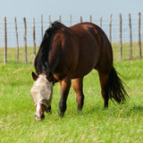 Cashel Econo Average Horse Sized Fly Mask