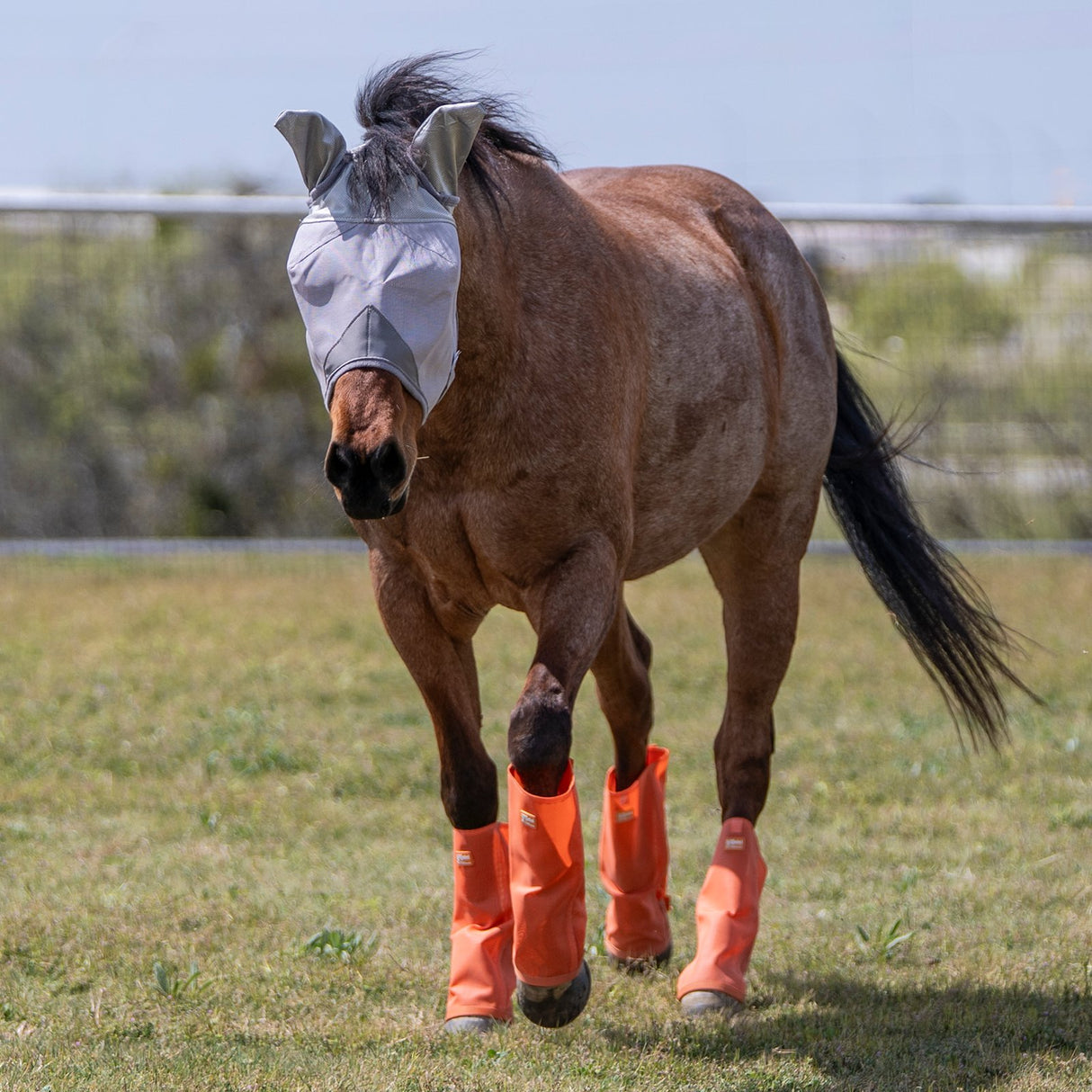Cashel Crusader Orange Fly Leg Guards- Set of 4