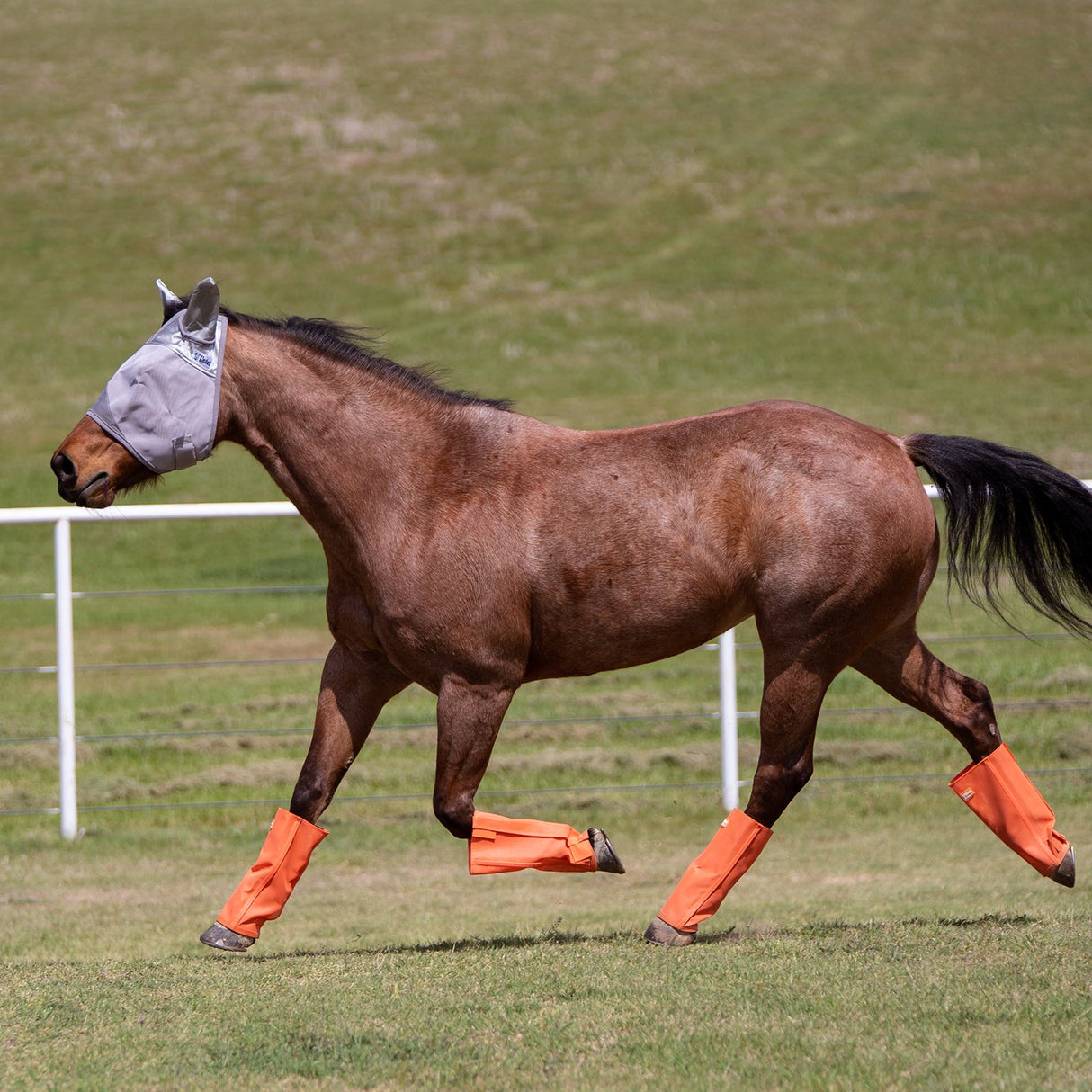 Cashel Crusader Orange Fly Leg Guards- Set of 4