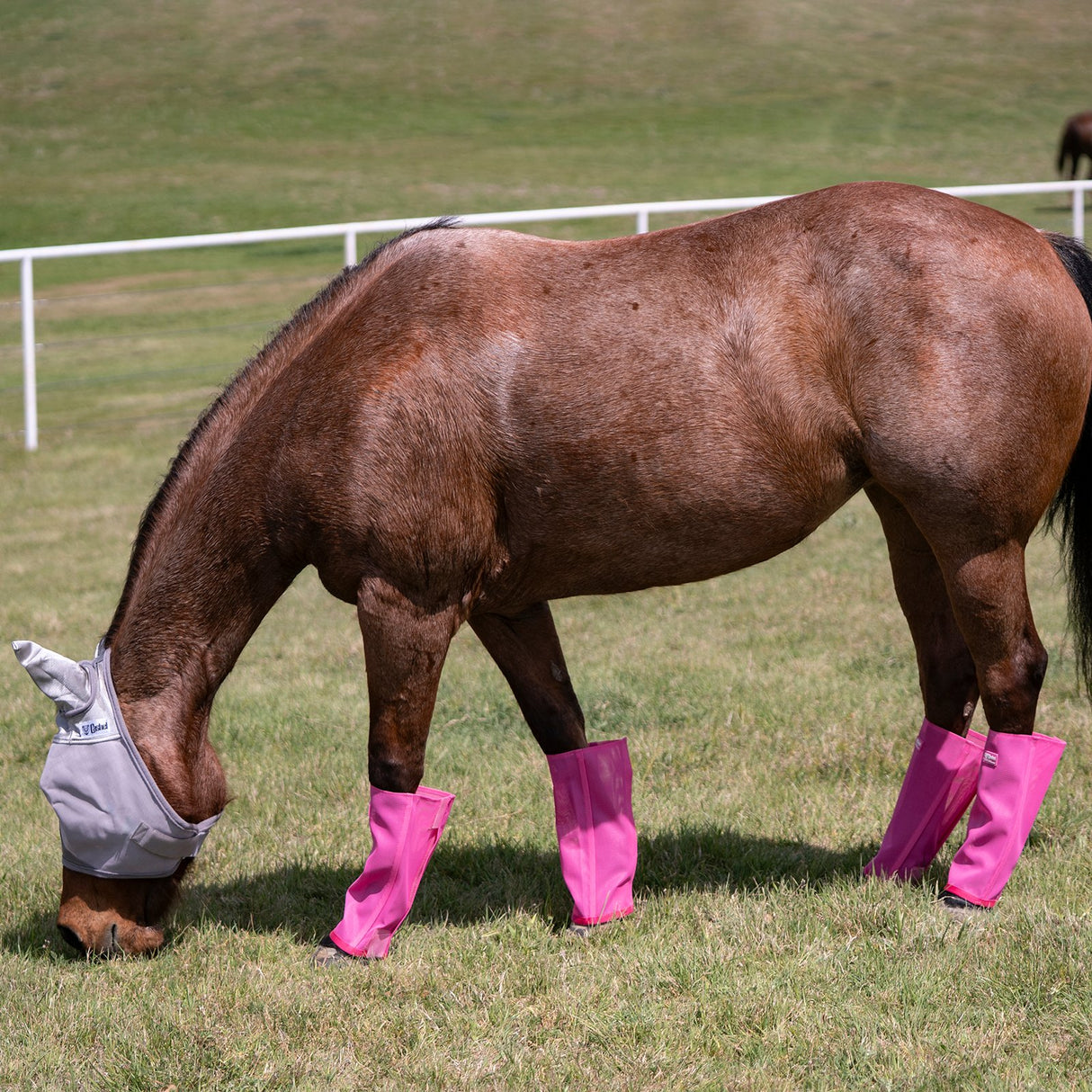 Cashel Crusader Pink Fly Leg Guards- Set of 4