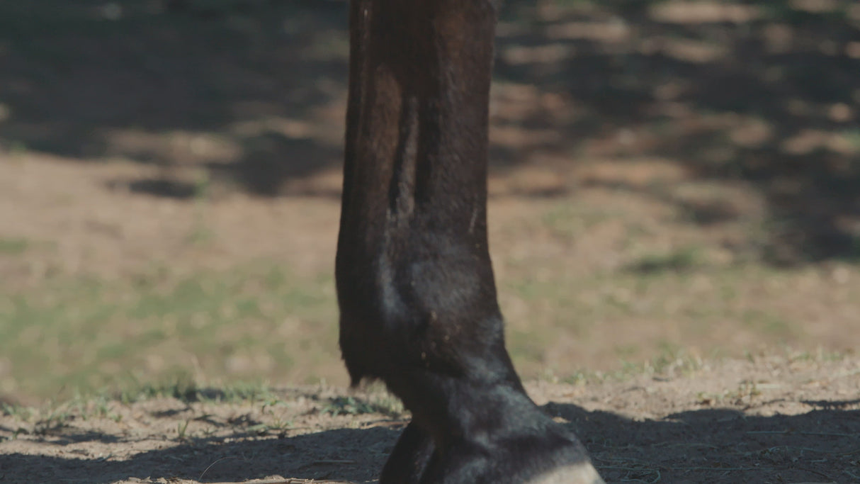 Cashel Crusader Fly Leg Guards- Horse Sized