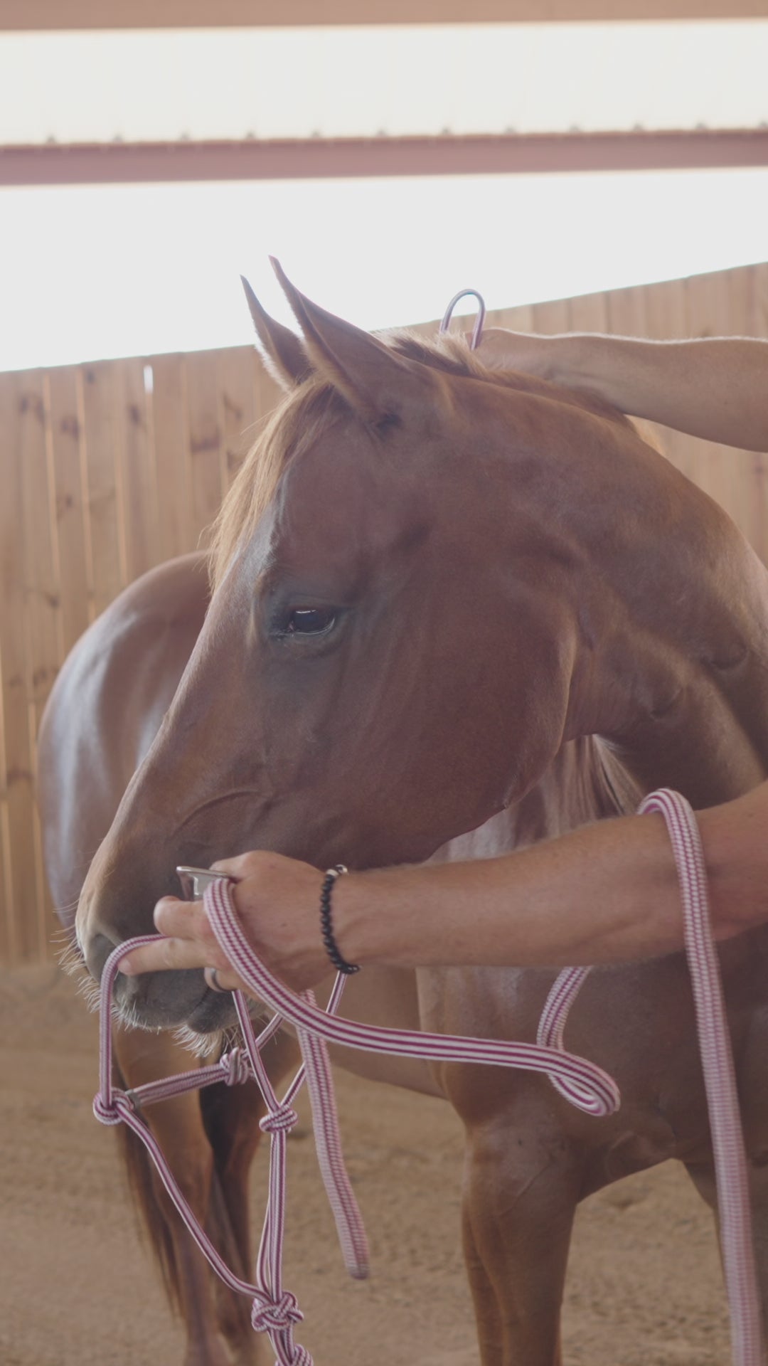 Professional's Choice Easy On Rope Halter with Lead Rope- Wine/Silver