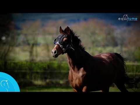 Equilume Belfield Single Season Breeding Light Mask