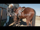 Classic Equine Aura Cinch