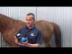 EasyCare Inc. Easyboot Zip Hoof Boot- Single