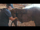 Martin Saddlery Colt Starting Training Pad