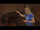 100X Equine Equi-Laser