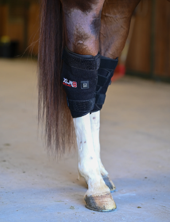 XLR8 Equine Redline Hock Boot