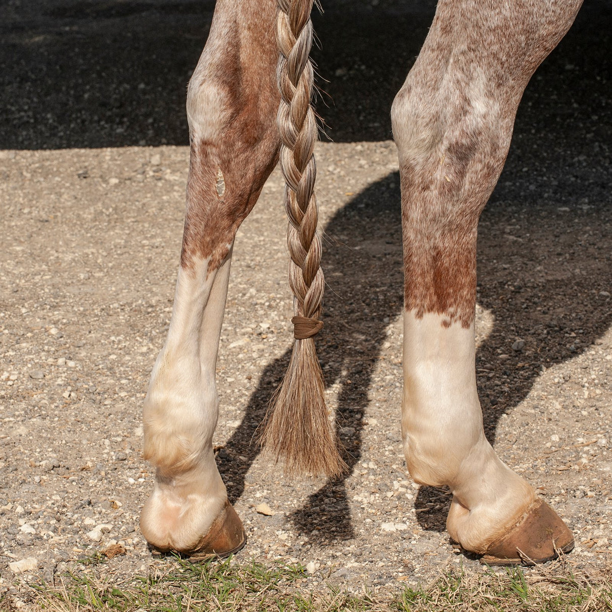 Classic Equine Jersey Tail Bands- 100 Pack