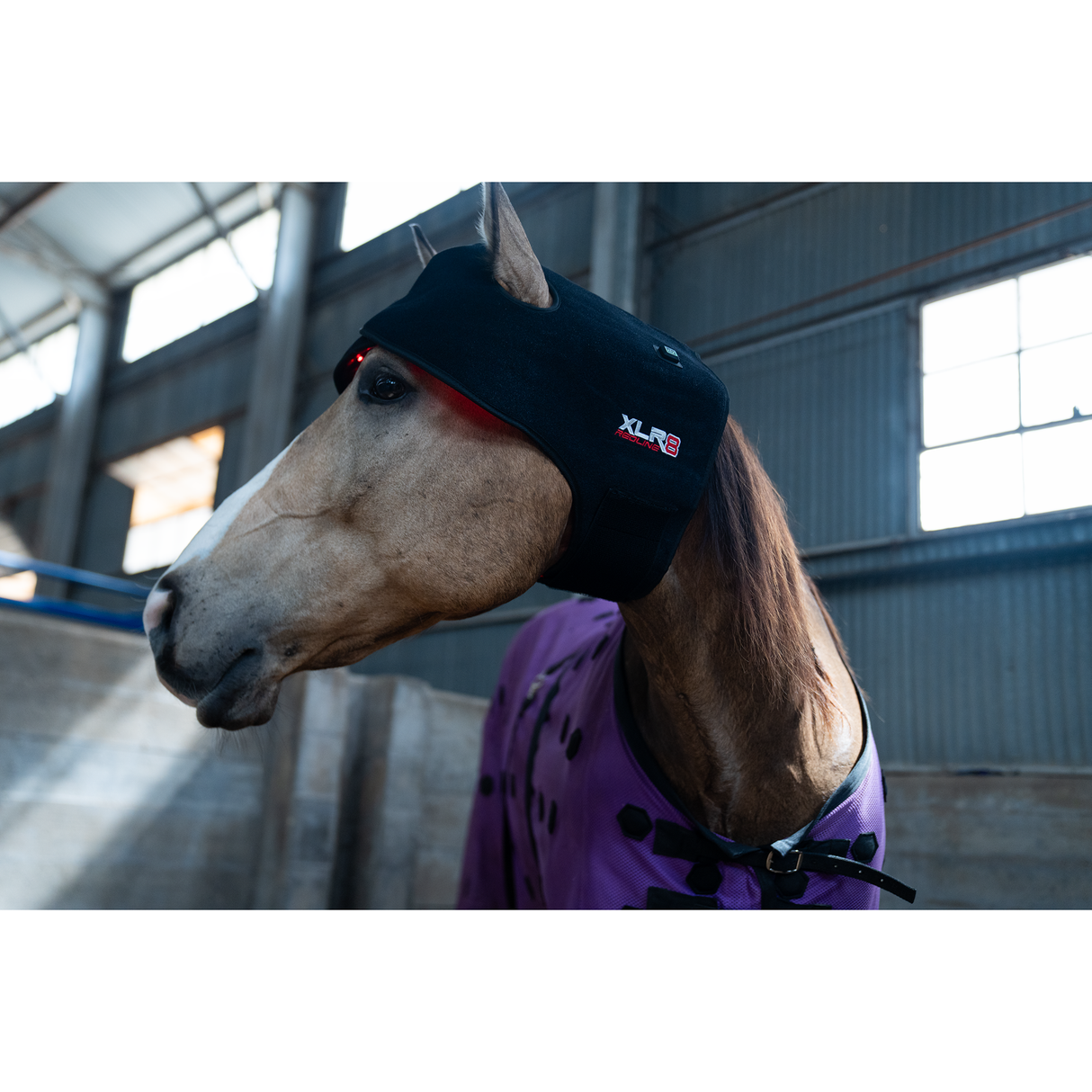 XLR8 Equine Redline Poll/Neck Wrap